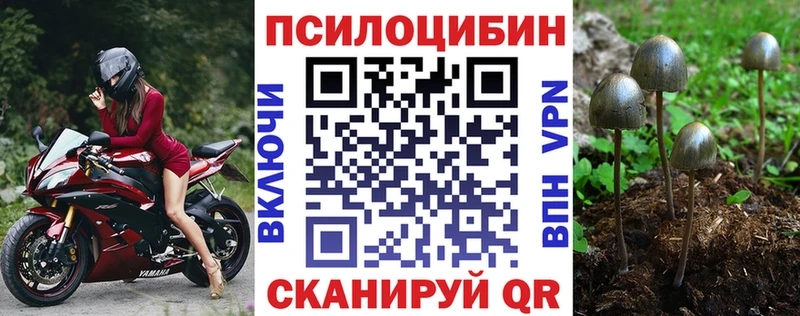 закладка  Балахна  Псилоцибиновые грибы Magic Shrooms 